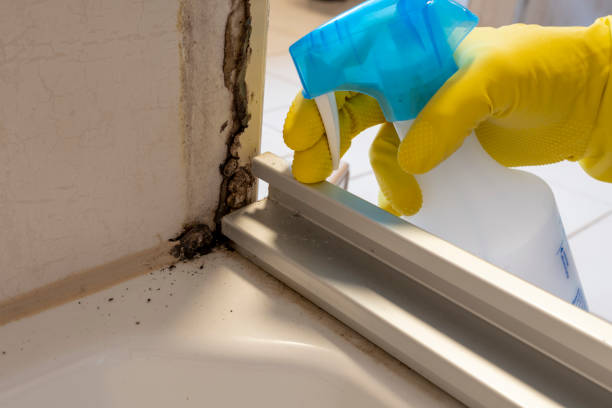 Best Attic Mold Removal  in Fruit Cove, FL