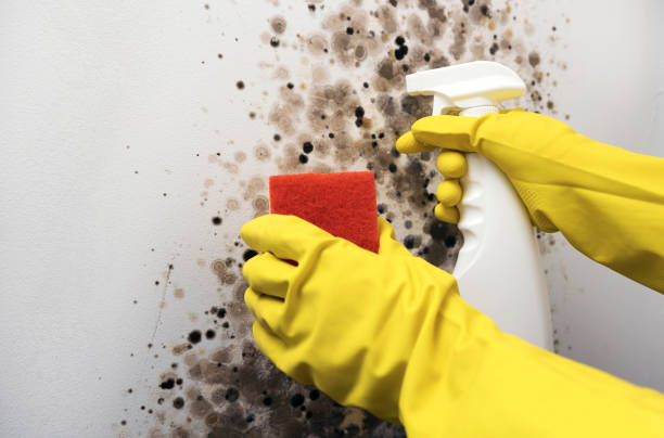 Best Professional Mold Removal  in Fruit Cove, FL